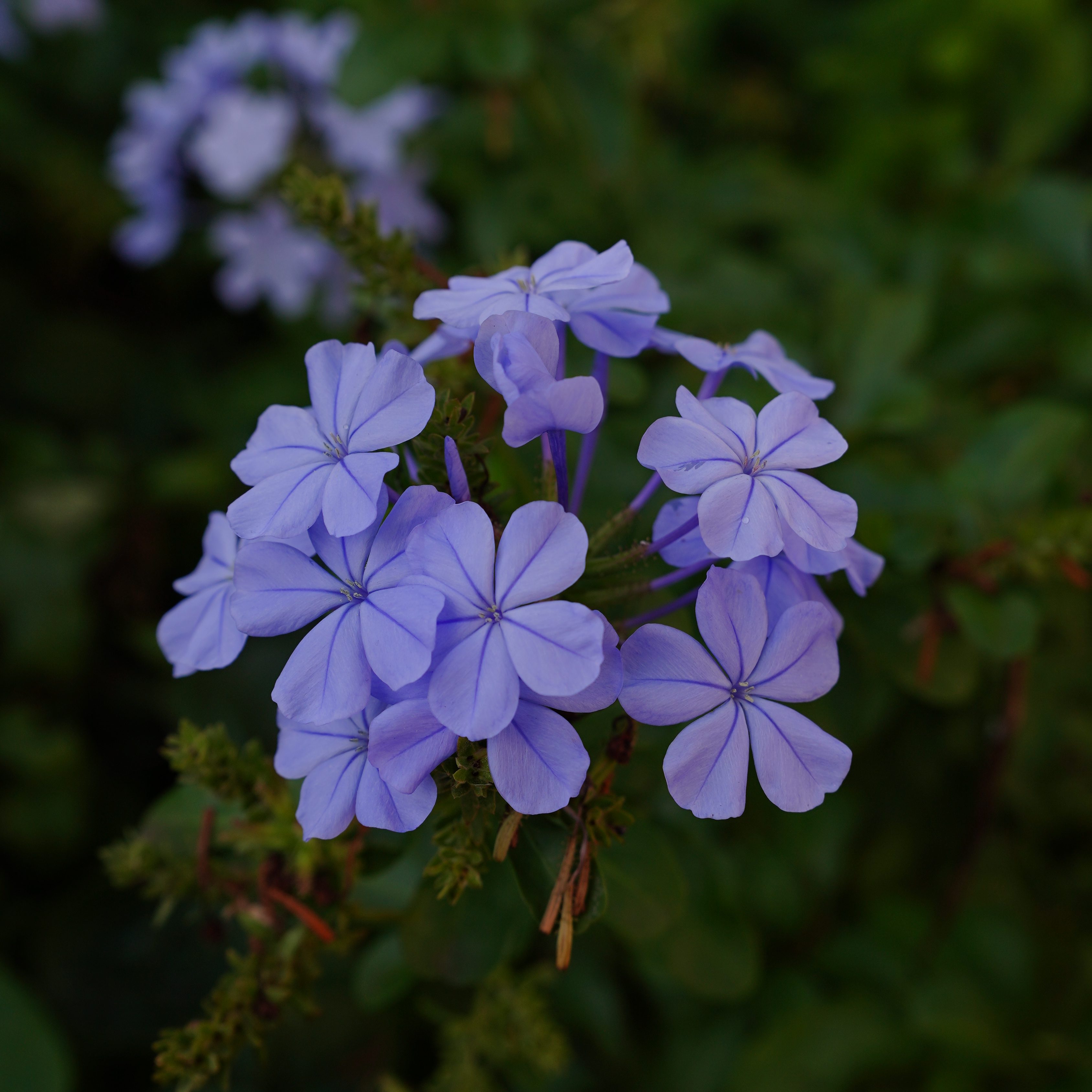 Isabelle Zamora's Website